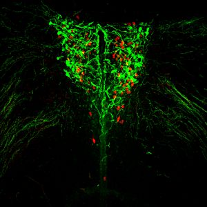 Behavioral Neuroscience image